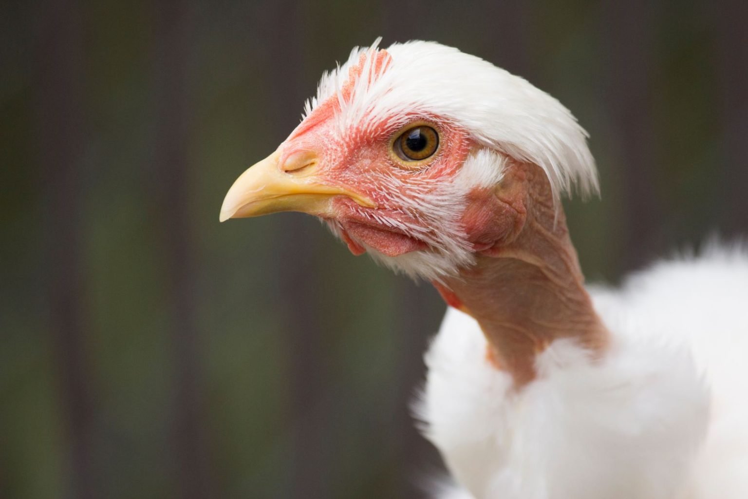 Turken Naked Neck Chicken Breed Guide Eco Peanut