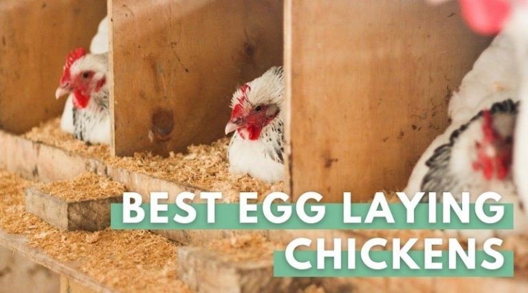 Egg Laying Chickens