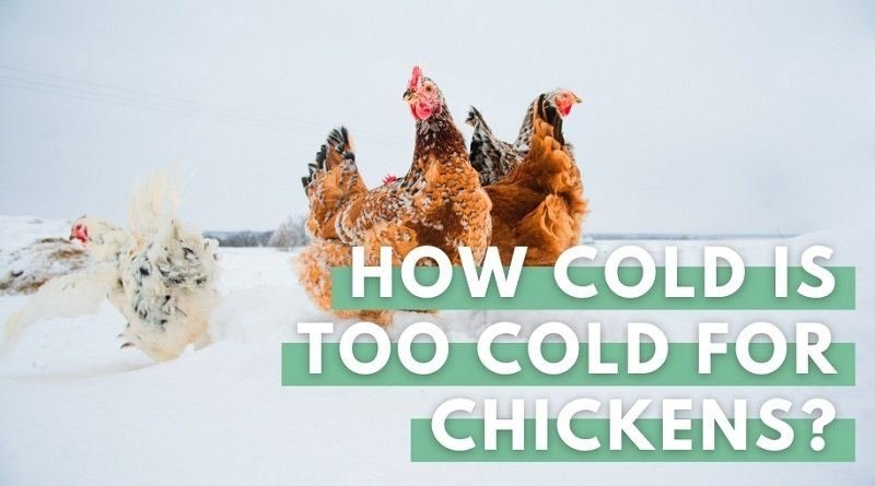 Chickens In Snow