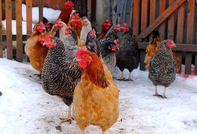 chickens-in-winter-resized