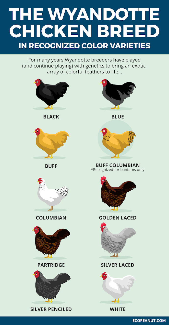 wyandotte chicken breed colours graphic