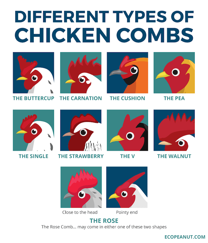 different types of chicken combs graphic