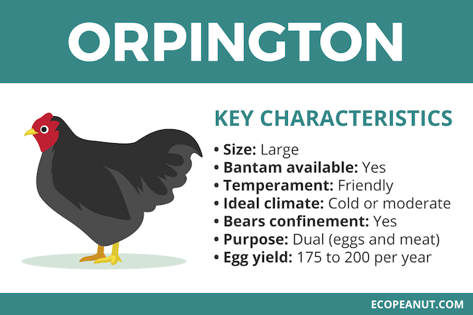 orpington characteristics graphic