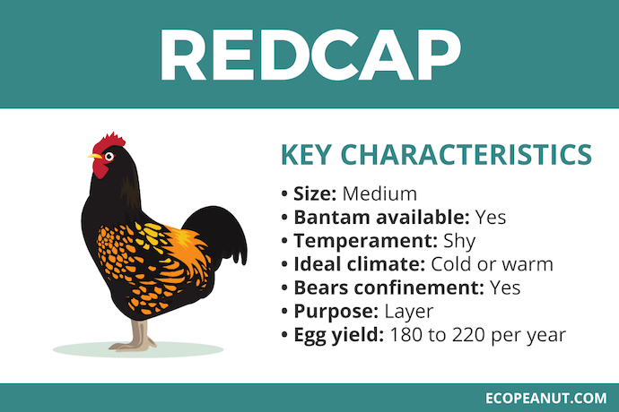 redcap characteristics graphic