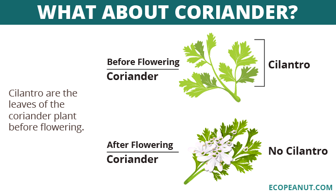 cilantro vs coriander graphic