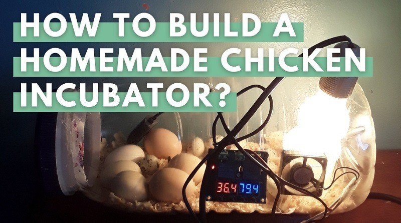 Chicken Incubator