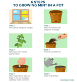 How to Grow Mint Indoors - in a pot or container - Eco Peanut