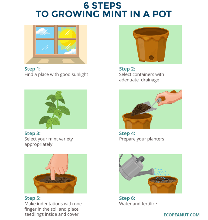how to grow mint in a pot graphic
