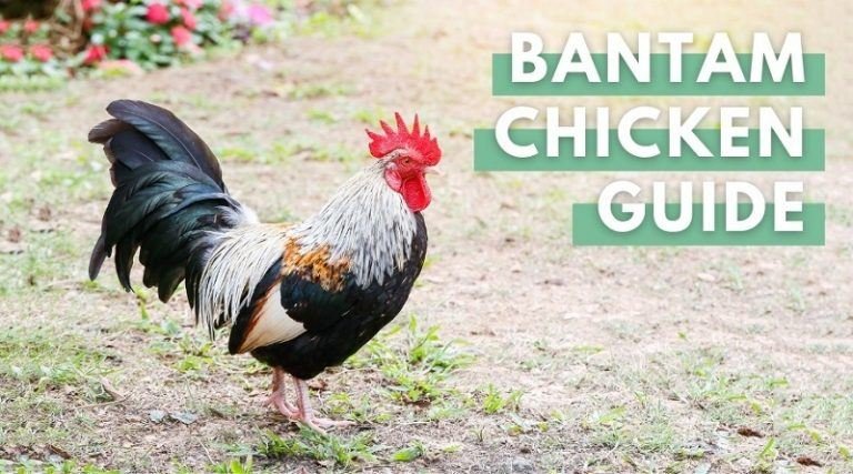 Bantam Chicken Guide