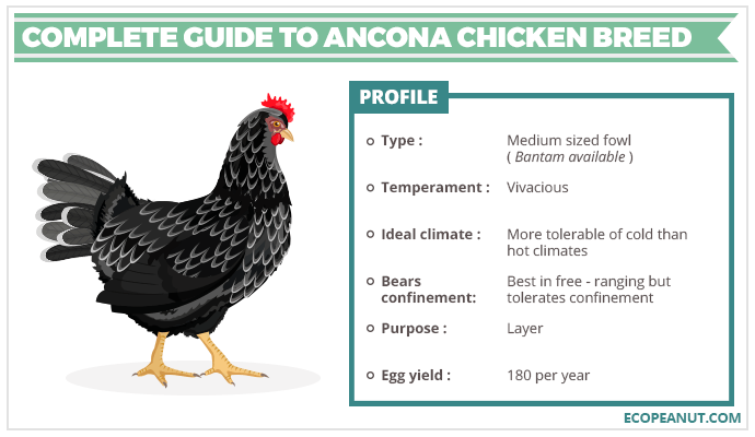 COMPLETE GUIDE TO ANCONA CHICKEN BREED
