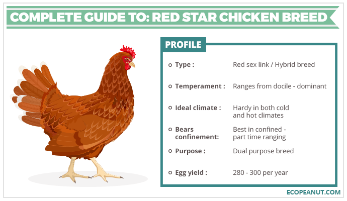 A image of a red star chicken with bullet points about it.