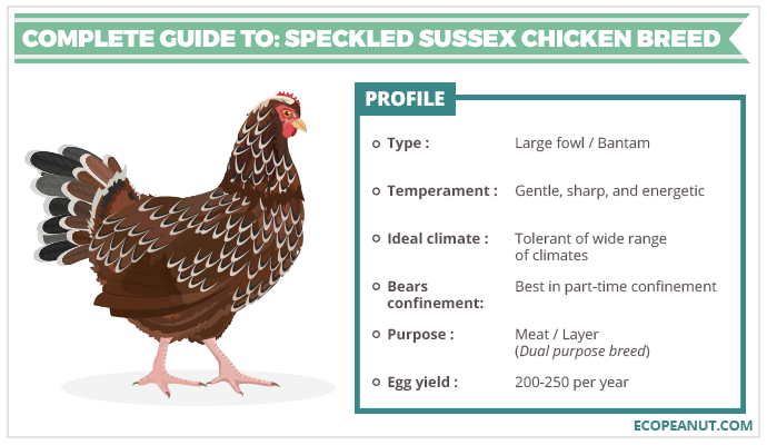 COMPLETE GUIDE TO SPECKLED SUSSEX CHICKEN BREED