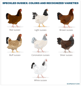 Speckled Sussex Chicken Breed Guide - Eco Peanut