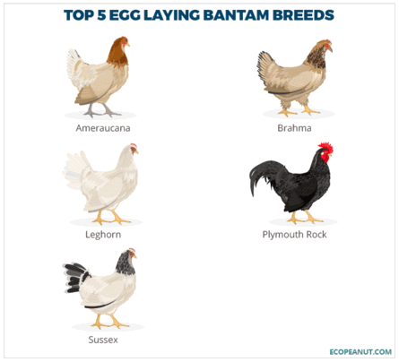 Bantam Chickens: Breeds, Facts, Eggs And Where To Buy