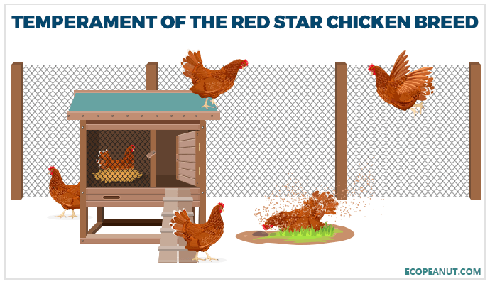 Temperament of the Red Star Chicken Breed