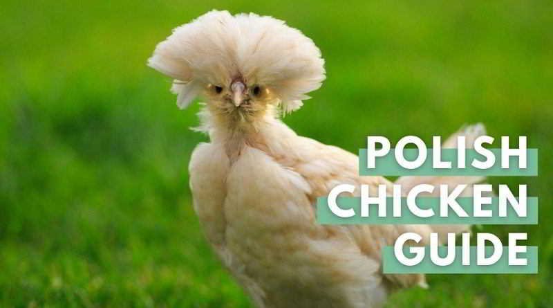 Polish Chicken Breed Guide