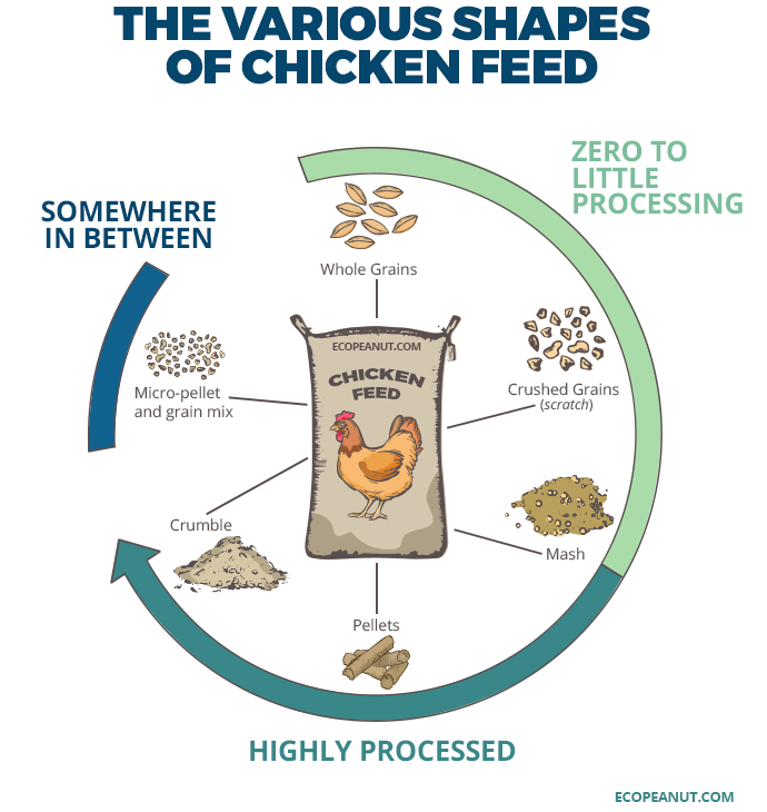 Infographic of the different chicken feed forms