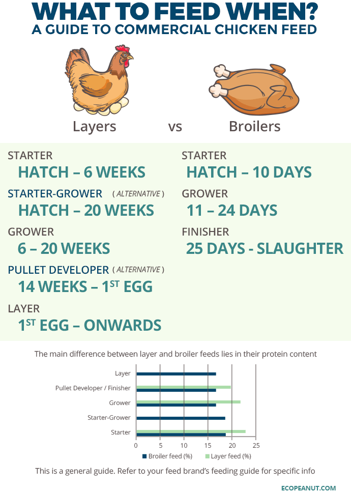 Infographic of life stages of chickens - layers and broilers