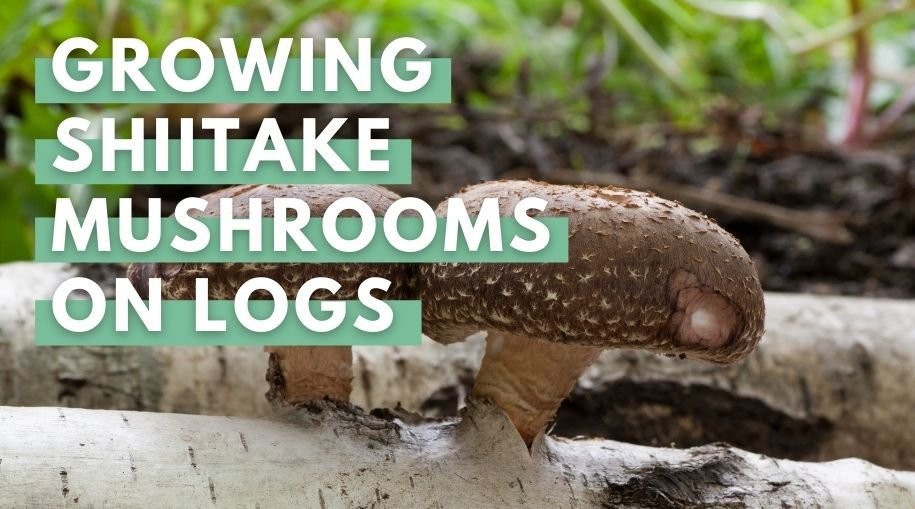 Shiitake Mushrooms On Logs
