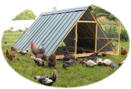 A-Frame Chicken Coop Plans Pasteur Shelter