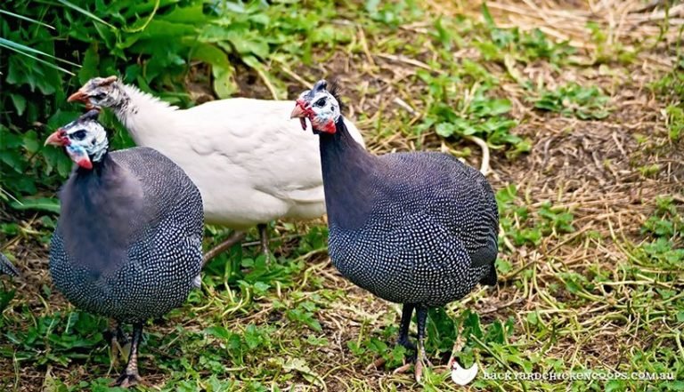 30 Ways of Predator-Proofing a Chicken Coop