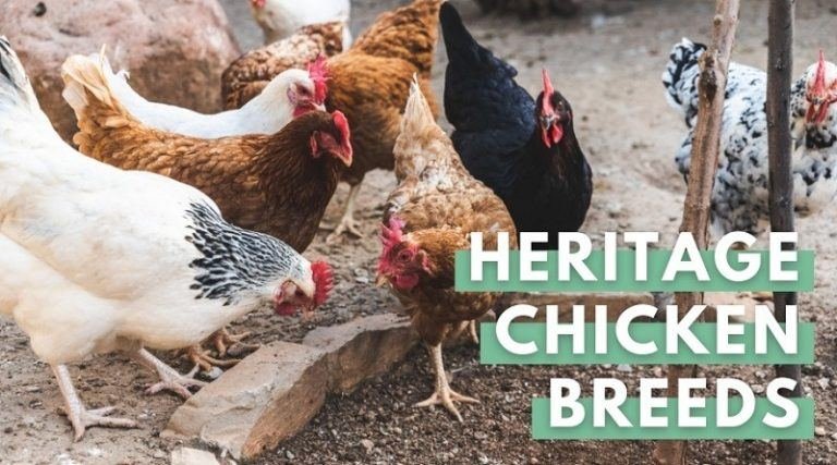 Heritage Chicken Breeds