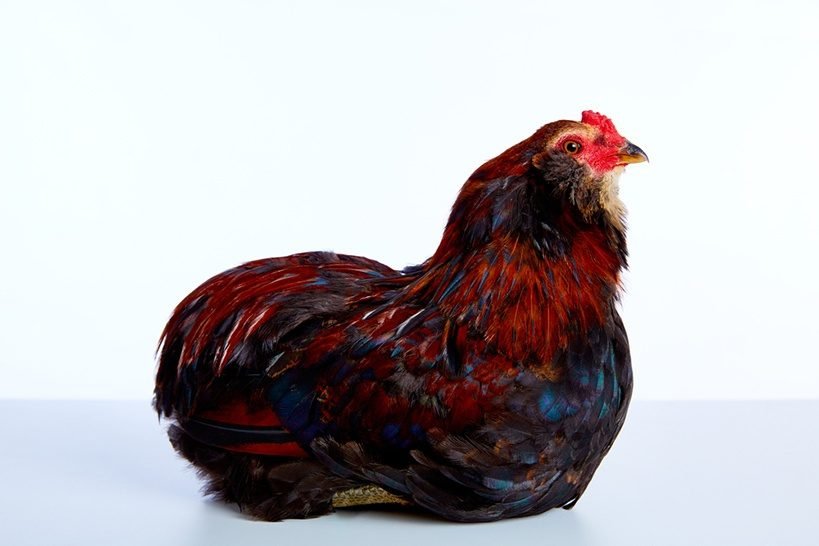 Aracuana rooster, a heritage chicken breed, sitting