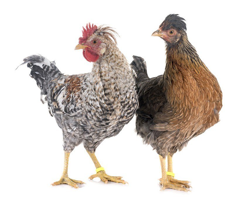 Cream Legbars, chickens that lay blue eggs, in front of white background