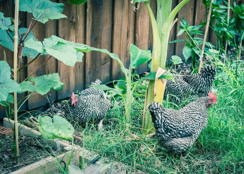 Marans, chickens that lay brown eggs, in the backyard