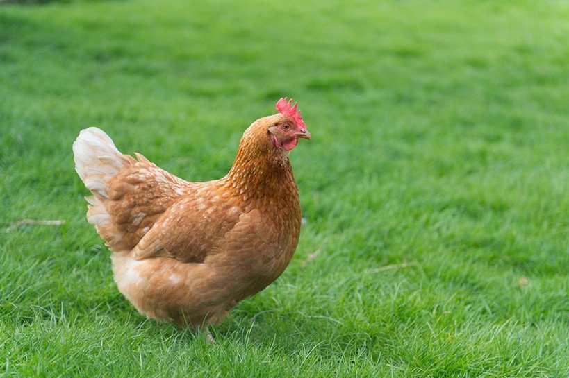 Rhode Island Red, a heritage chicken breed, in the backyard