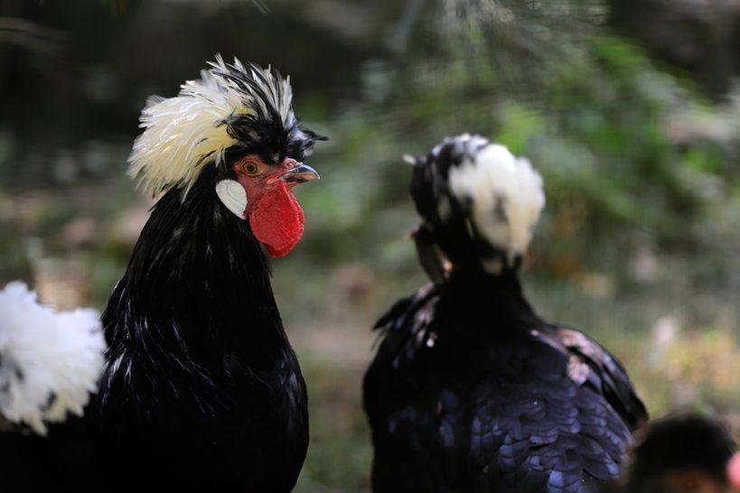 Close up picture of white crested black polish, a heritage chicken breed