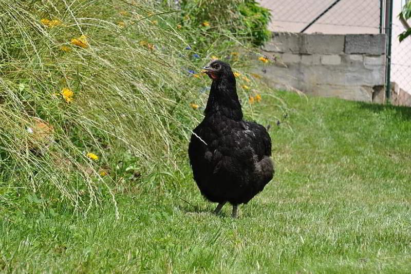 A black Jersey Giant hen roaming around the backyard