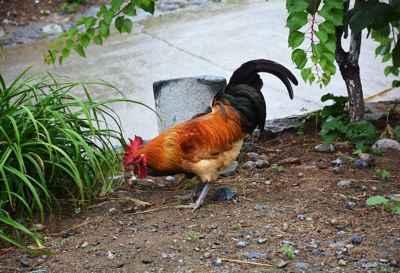 Polish chicken looking for food in a garden