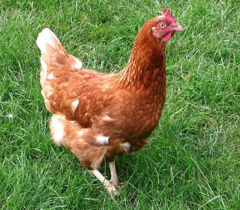 A Rhode Island Red hen on green grass