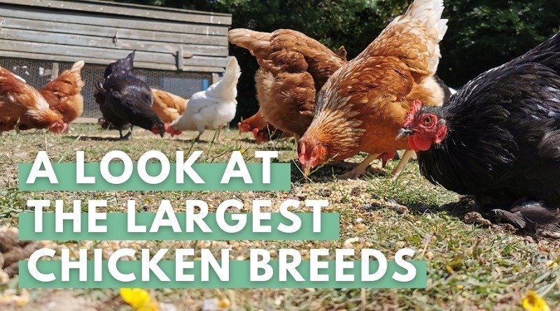 A Look at the Largest Chicken Breeds