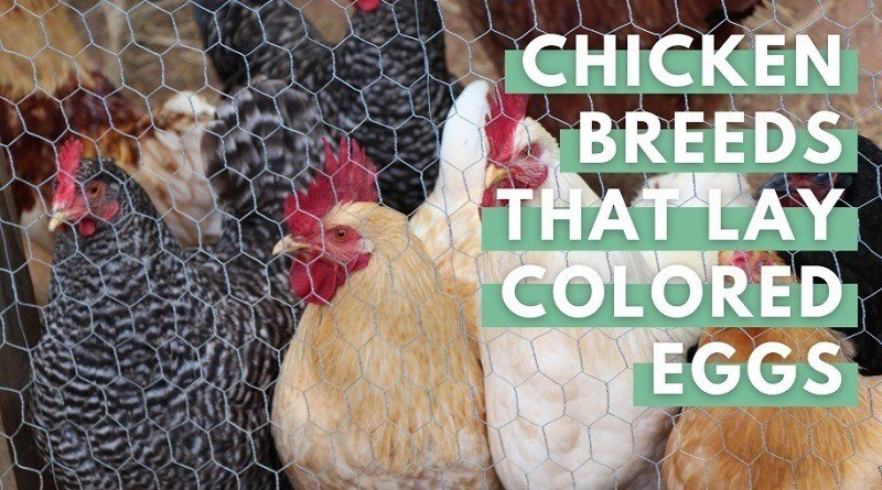 Chicken Breeds That Lay Colored Eggs