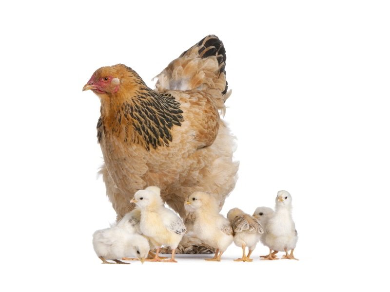 Buff Brahma hen with chicks against white background