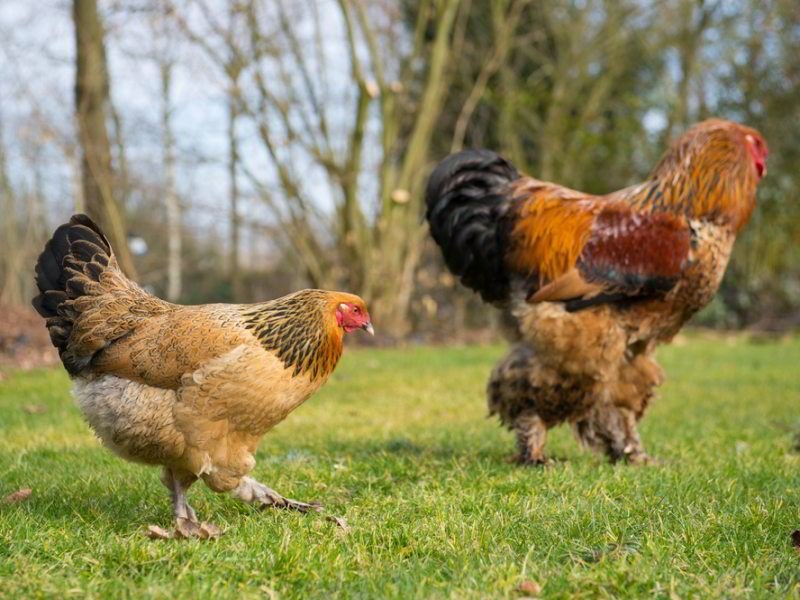 free-range buff Brahma hen and rooster