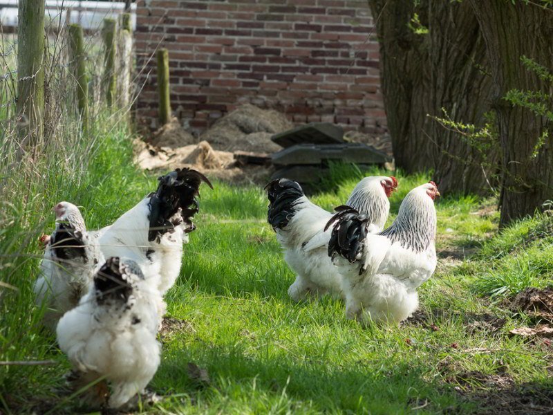 free-range light Brahma chickens foraging
