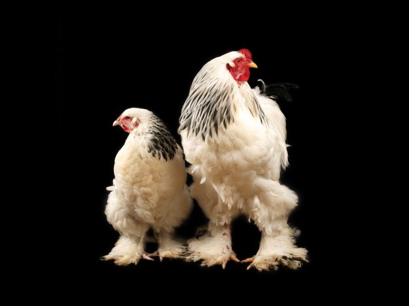 light Brahma hen and rooster against black background