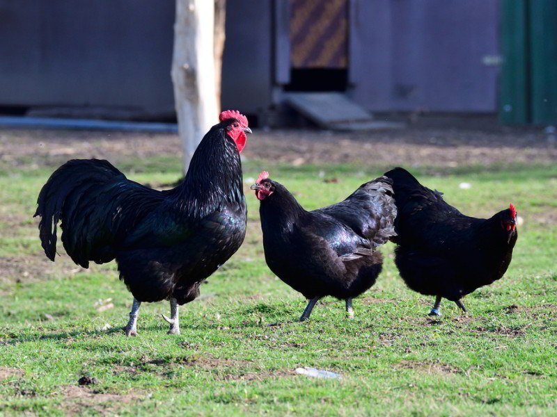 three black Australorp chickens roaming