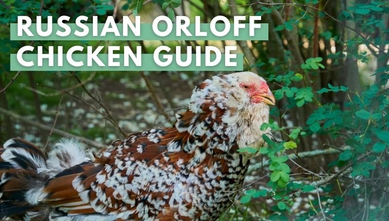 Russian Orloff Chicken