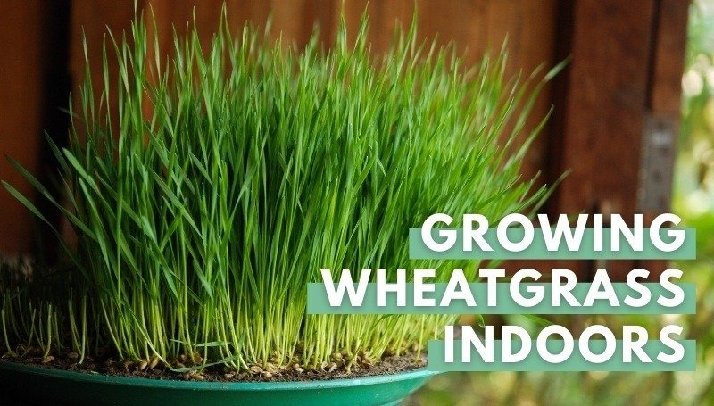 wheatgrass in green
