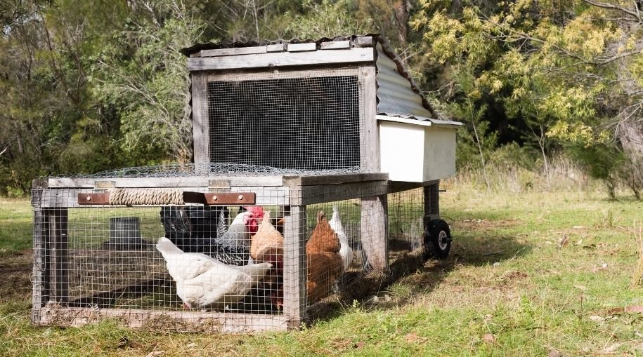 chicken tractor with chickens