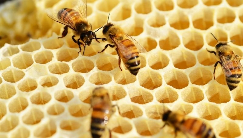 zoomed in view of bees on honeycomb in a wooden beehive box