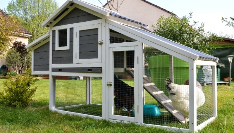 two large chickens in an elevated chicken coop with ramp and run