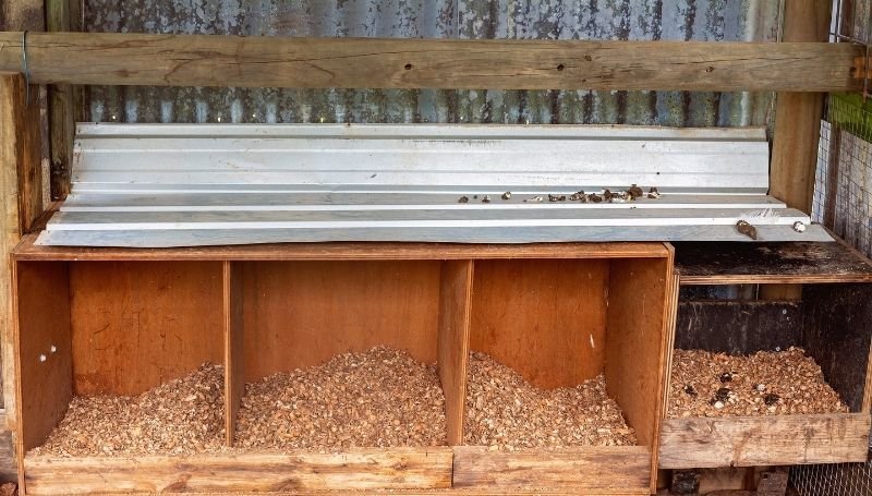 empty chicken nesting boxes with wood shavings