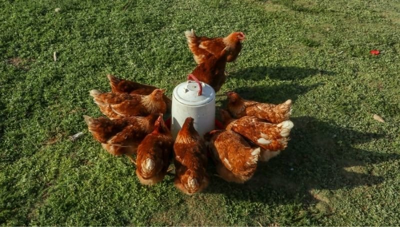 free-range brown chickens drinking from a plastic chicken waterer