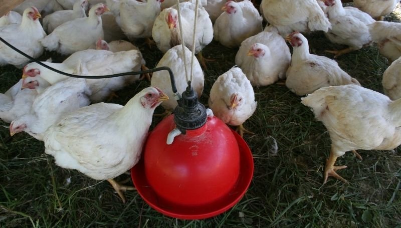 a flock of white chickens surrounding a red traditional style chicken waterer