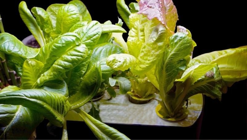 lettuce growing from a 3-pod AeroGarden